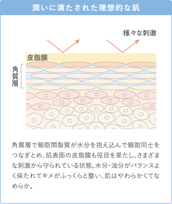 潤いに満たされた理想的な肌 角質層で細胞間脂質が水分を抱え込んで細胞同士をつなぎとめ、肌表面の皮脂膜も役目を果たし、さまざまな刺激から守られている状態。水分・油分がバランスよく保たれてキメがふっくらと整い、肌はやわらかくてなめらか。