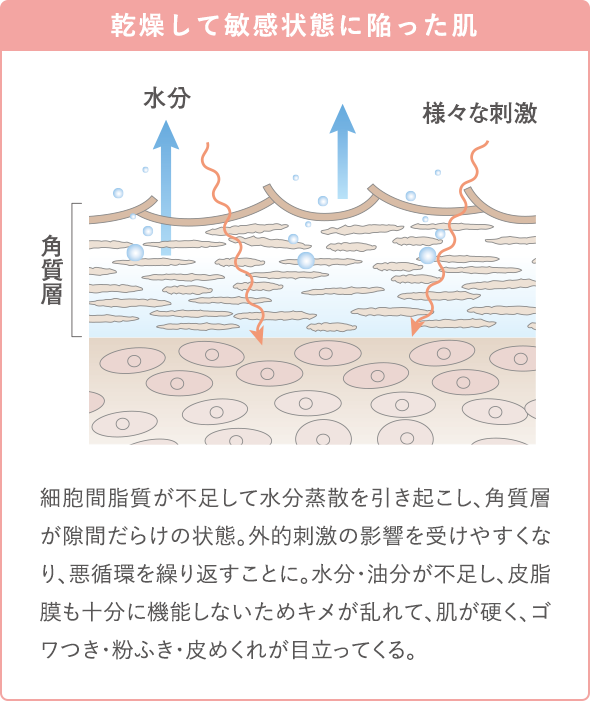 乾燥して敏感状態に陥った肌 細胞間脂質が不足して水分蒸散を引き起こし、角質層が隙間だらけの状態。外的刺激の影響を受けやすくなり、悪循環を繰り返すことに。水分・油分が不足し、皮脂膜も十分に機能しないためキメが乱れて、肌が硬く、ゴワつき・粉ふき・皮めくれが目立ってくる。